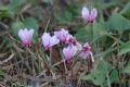 Cyclamen hederifolium